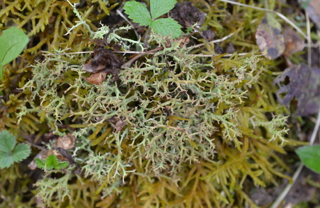 Ast-Rentierflechte (Cladonia furcata ssp. furcata) - © Bernard Wieser